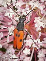 Dimorphic Flower Longhorn Beetle - photo 4