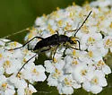 Dimorphic Flower Longhorn Beetle - photo 5