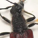 Anastrangalia sanguinea