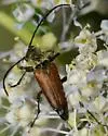 Anastrangalia sanguinea - photo 2