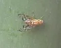 Mexican Fruit Fly