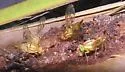 Mexican Fruit Fly - photo 2