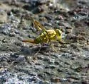 Mexican Fruit Fly - photo 3