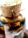 Mexican Fruit Fly - photo 4
