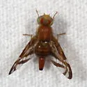 Caribbean Fruit Fly