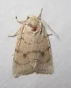 Anathix aggressa - Hodges#9963 - Anathix aggressa