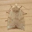 Anathix aggressa - Hodges#9963 - photo 2