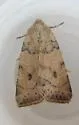 Anathix aggressa - Hodges#9963 - photo 3