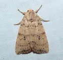 Anathix aggressa - Hodges#9963 - photo 4