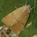 Anathix aggressa - Hodges#9963 - photo 5