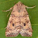Puta Sallow - Hodges#9962