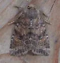 Puta Sallow - Hodges#9962 - photo 2