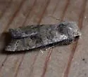 Puta Sallow - Hodges#9962 - photo 3