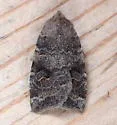 Puta Sallow - Hodges#9962 - photo 4
