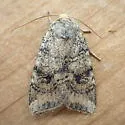 Puta Sallow - Hodges#9962 - photo 5