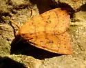 Dotted Sallow Moth - Hodges#9961
