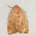 Dotted Sallow Moth - Hodges#9961 - photo 2