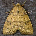Dotted Sallow Moth - Hodges#9961 - photo 3