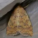 Dotted Sallow Moth - Hodges#9961 - photo 4