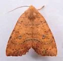 Dotted Sallow Moth - Hodges#9961 - photo 5