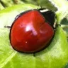 LeConte's Giant Lady Beetle