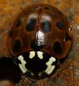 Eye-spotted Lady Beetle