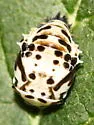 Eye-spotted Lady Beetle - photo 2