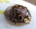 Eye-spotted Lady Beetle - photo 3