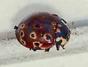 Eye-spotted Lady Beetle - photo 4