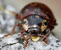 Eye-spotted Lady Beetle - photo 5