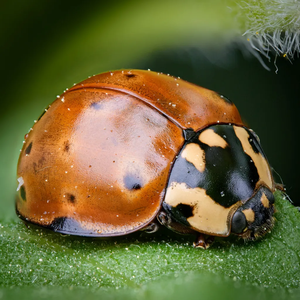 Flying Saucer Lady Beetle - photo 2