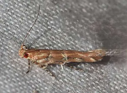 Pink Scavenger Caterpillar Moth