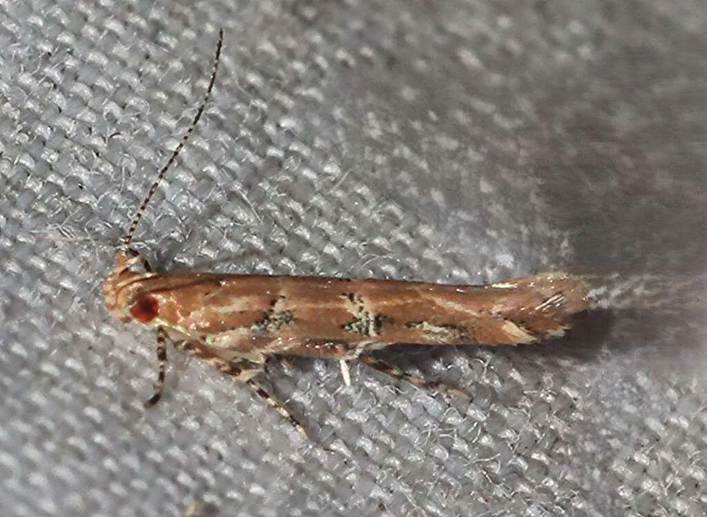 Pink Scavenger Caterpillar Moth - photo 2