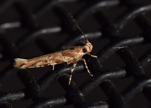 Pink Scavenger Caterpillar Moth - photo 7