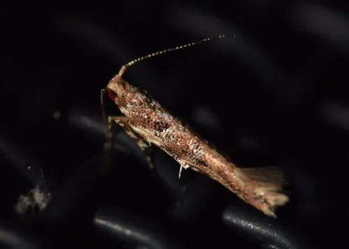 Pink Scavenger Caterpillar Moth - photo 8