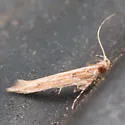 Anatrachyntis simplex