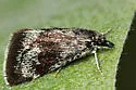 Anatralata versicolor - Hodges#4814