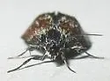 Anatralata versicolor - Hodges#4814 - photo 4