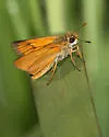 Delaware Skipper - Hodges#4051 - photo 2