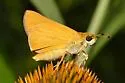 Delaware Skipper - Hodges#4051 - photo 3