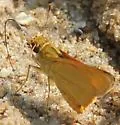 Delaware Skipper - Hodges#4051 - photo 4