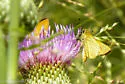 Delaware Skipper - Hodges#4051 - photo 5