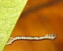 Anavitrinella addendaria - Hodges#6592