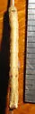 Anavitrinella addendaria - Hodges#6592 - photo 4