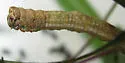 Anavitrinella addendaria - Hodges#6592 - photo 5
