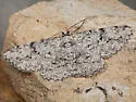 Anavitrinella ocularia - Hodges#6593