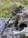 Amazon Darner - Anax amazili
