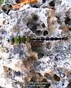 Amazon Darner - photo 2