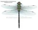 Amazon Darner - photo 3