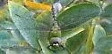 Amazon Darner - photo 4